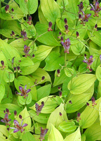 Tricyrtis formosana 'Gilty Pleasure'